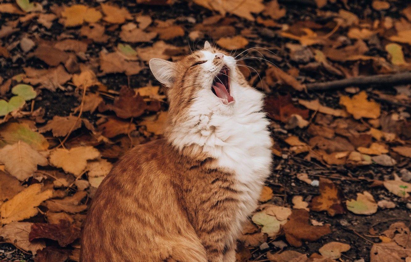 1332x850 Wallpaper white, animals, nature, cat, autumn, leaves, orange
