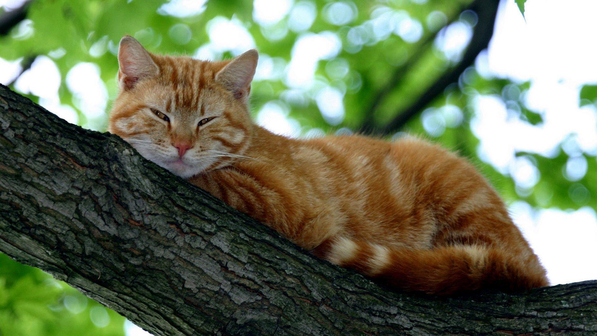 1920x1080 Orange Cats Wallpaper