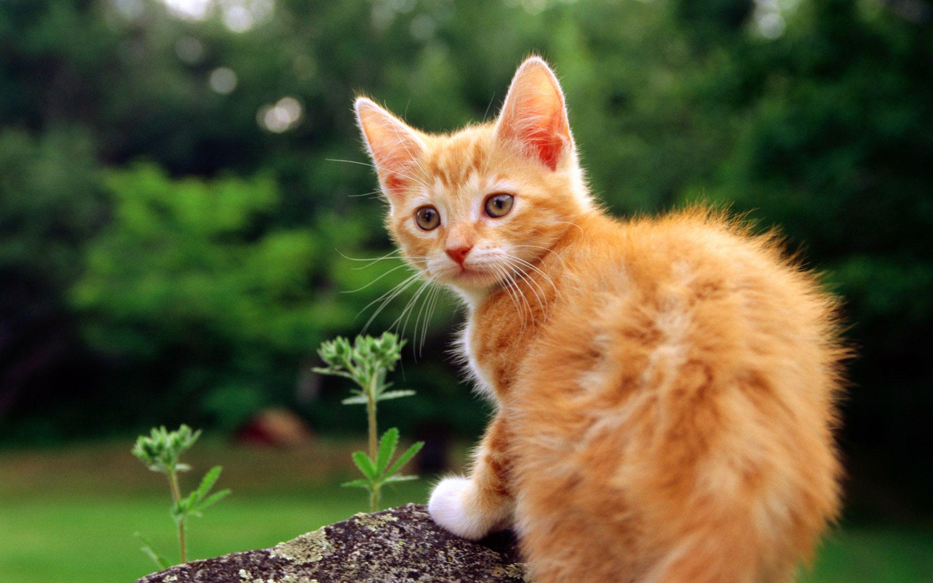 1920x1200 Orange Cat Wallpaper Desktop Wallpaper Orange And White