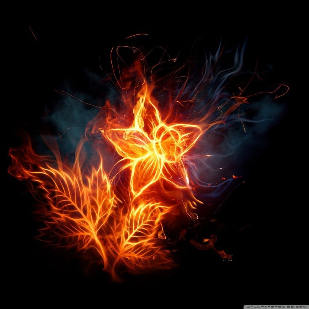 1024x1024 Fire Flower 1 4K UHD Wallpaper for UltraHD Desktop and TV : Smartphone and Tablet Devices