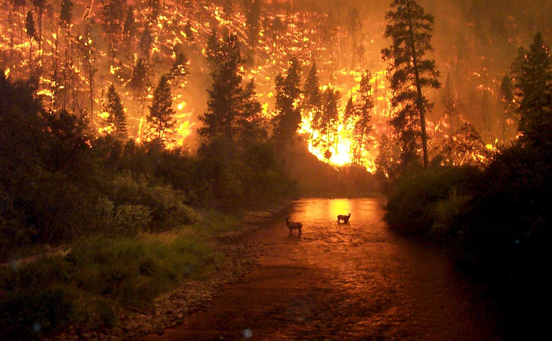 1756x1084 How exci's AI Technology Mitigates the Impact of Wildfires on Ecosystems