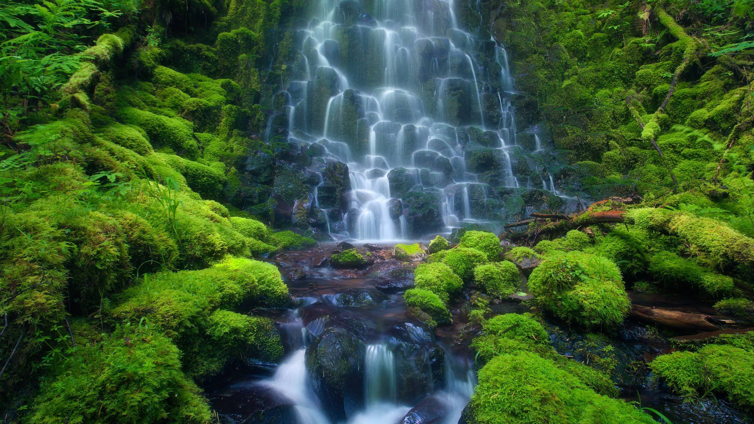 2560x1440 Amazon Wallpaper. Amazon Wallpaper