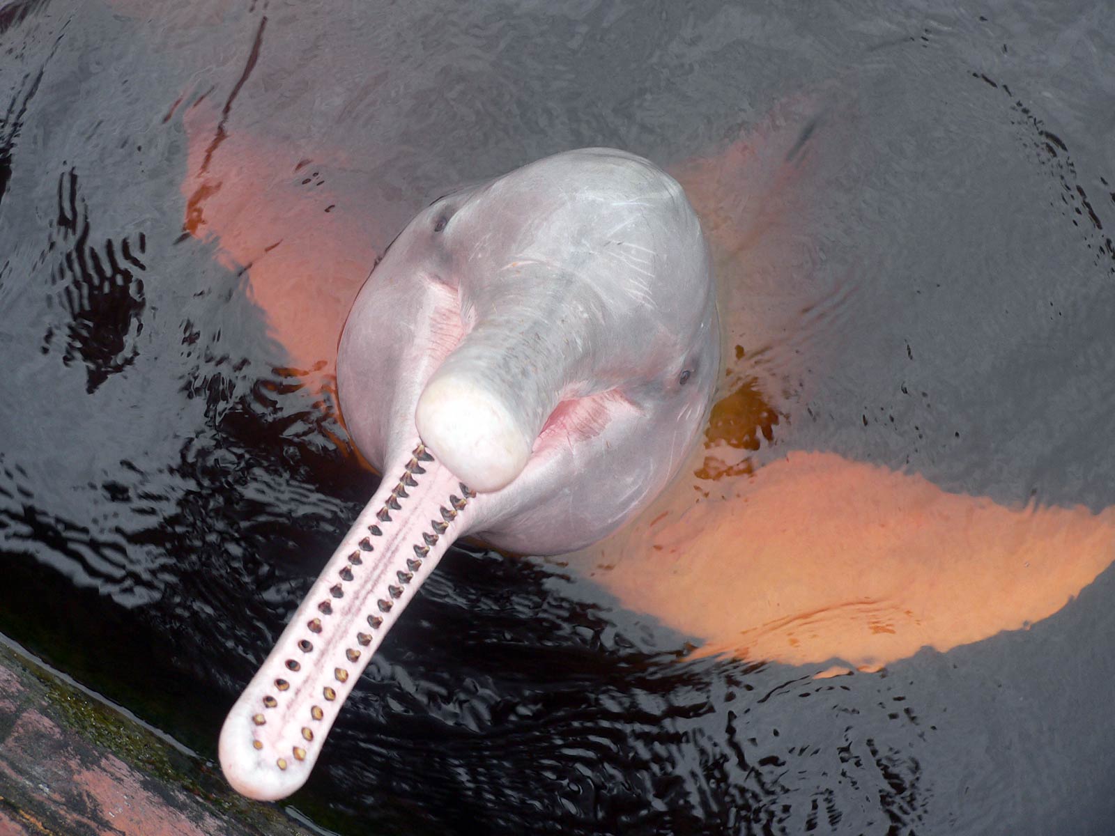 1600x1200 Amazon River Dolphin Wallpaper