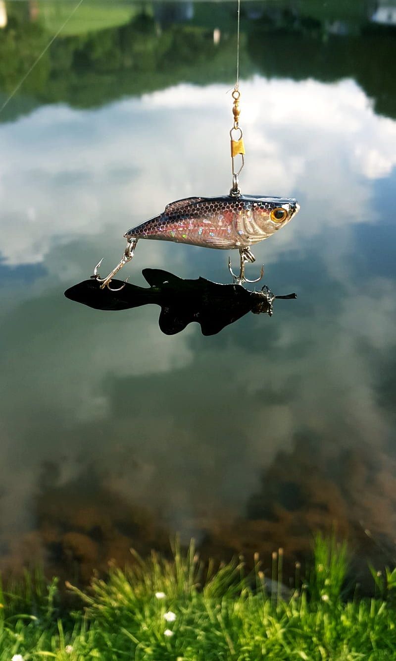 800x1334 Hooked, cath, fish, leaf, lure, HD phone wallpaper