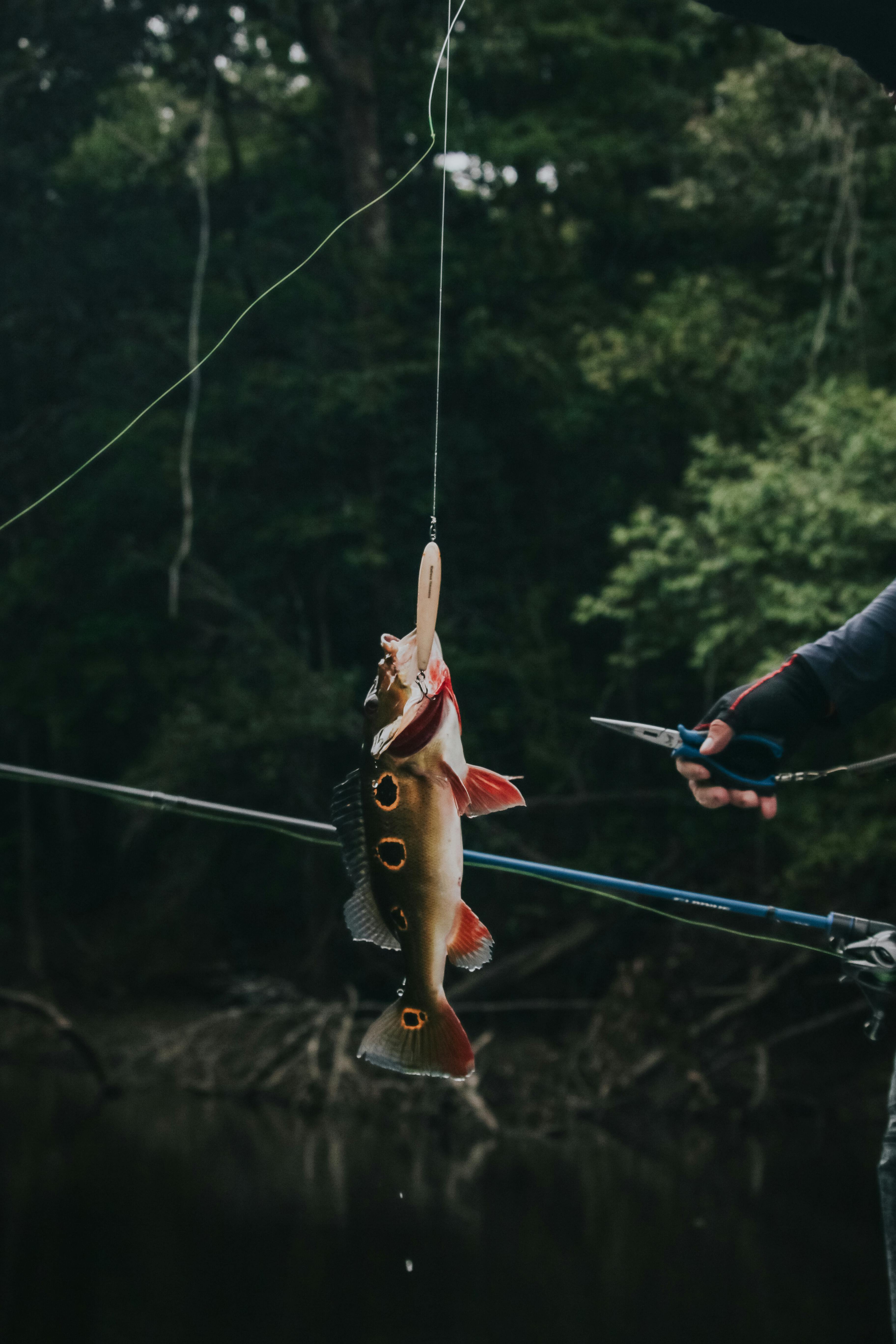 3648x5472 Peacock Bass Fishing in the Amazon Rainforest · Free