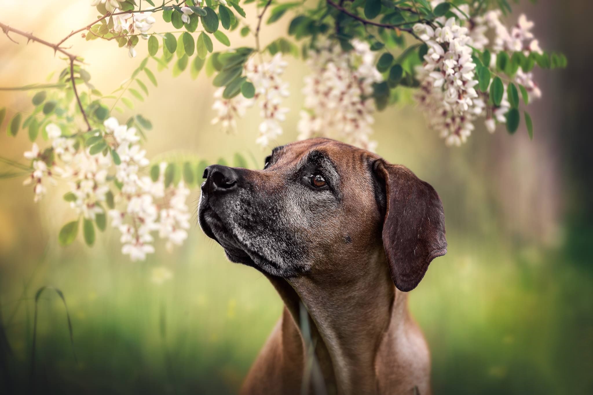 2048x1365 Wallpaper face, flowers, branches, portrait, dog, bokeh, acacia, Rhodesian Ridgeback for mobile and desktop, section собаки, resolution 2048x1365