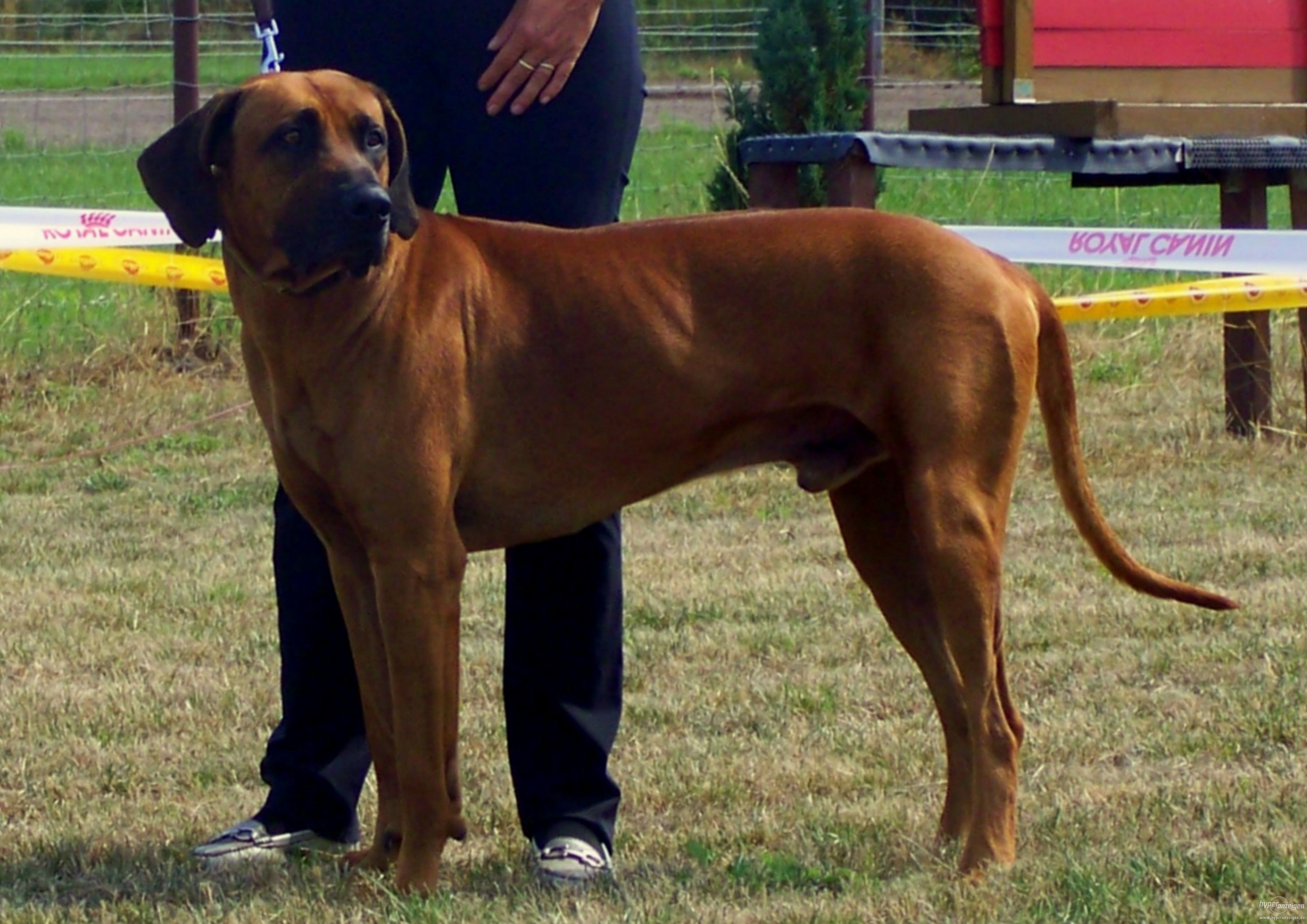 5120x3620 Rhodesian Ridgeback near the owner photo and wallpaper. Beautiful Rhodesian Ridgeback near the owner picture