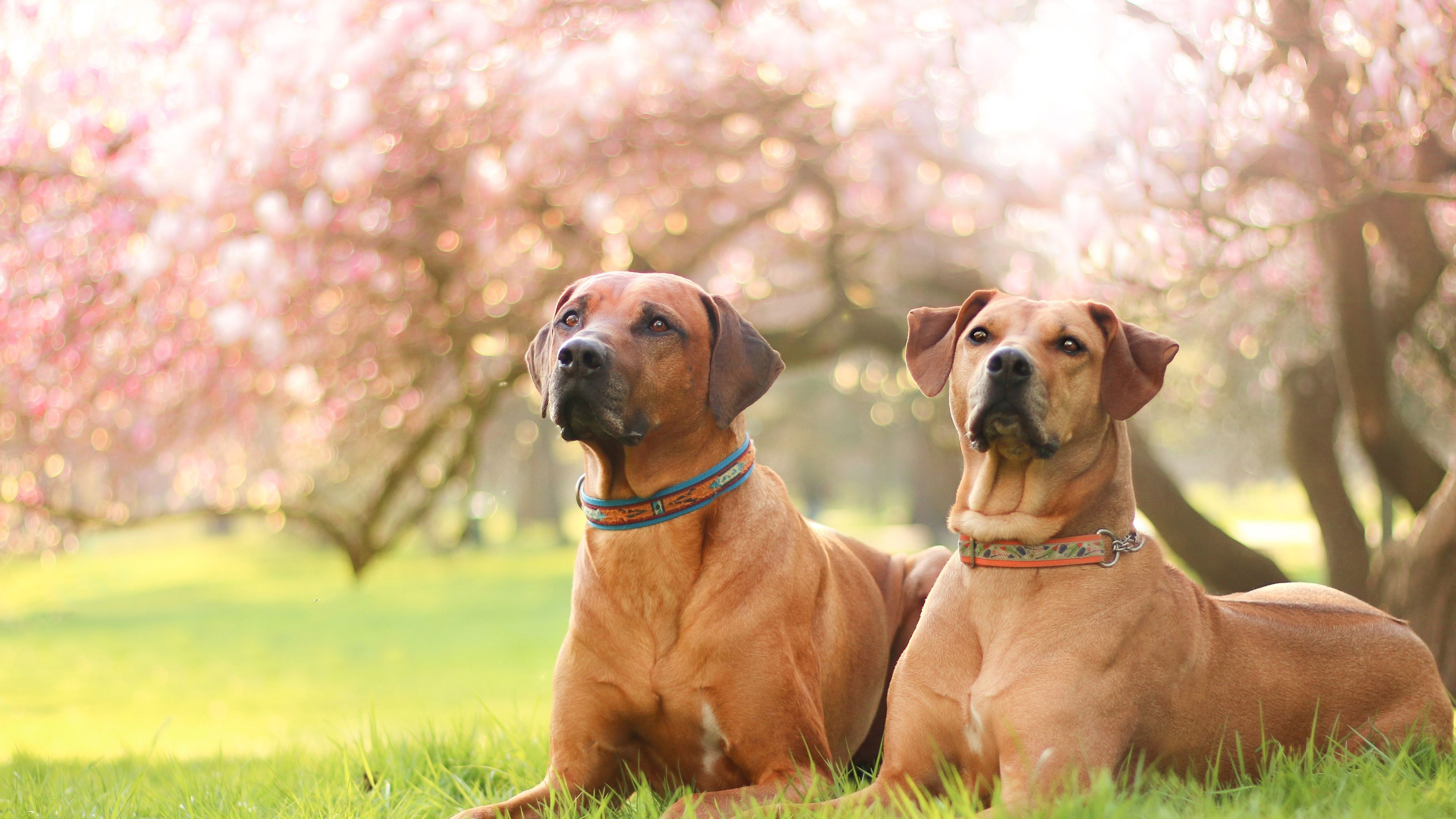 3840x2160 Wallpaper Rhodesian Ridgeback, German Shepherd, Cane Corso, Dog Breed, Puppy, Background Free Image