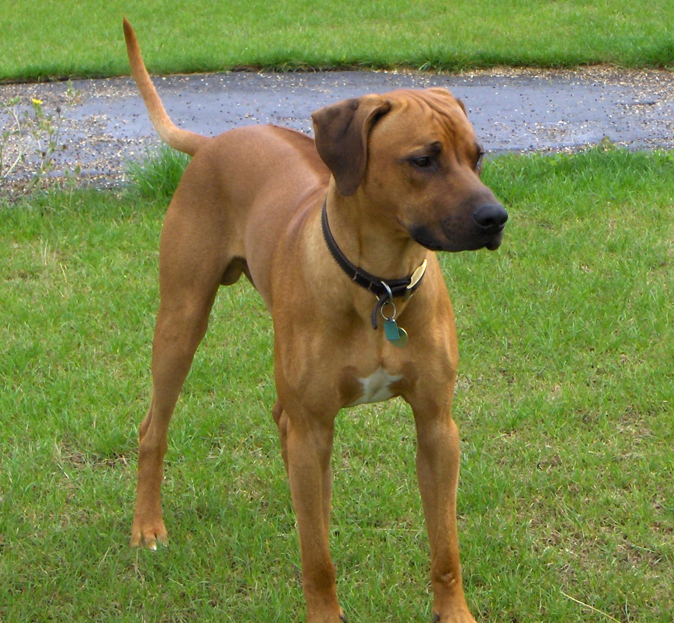 1344x1244 Rhodesian Ridgeback dog on the grass photo and wallpaper. Beautiful Rhodesian Ridgeback dog on the grass picture