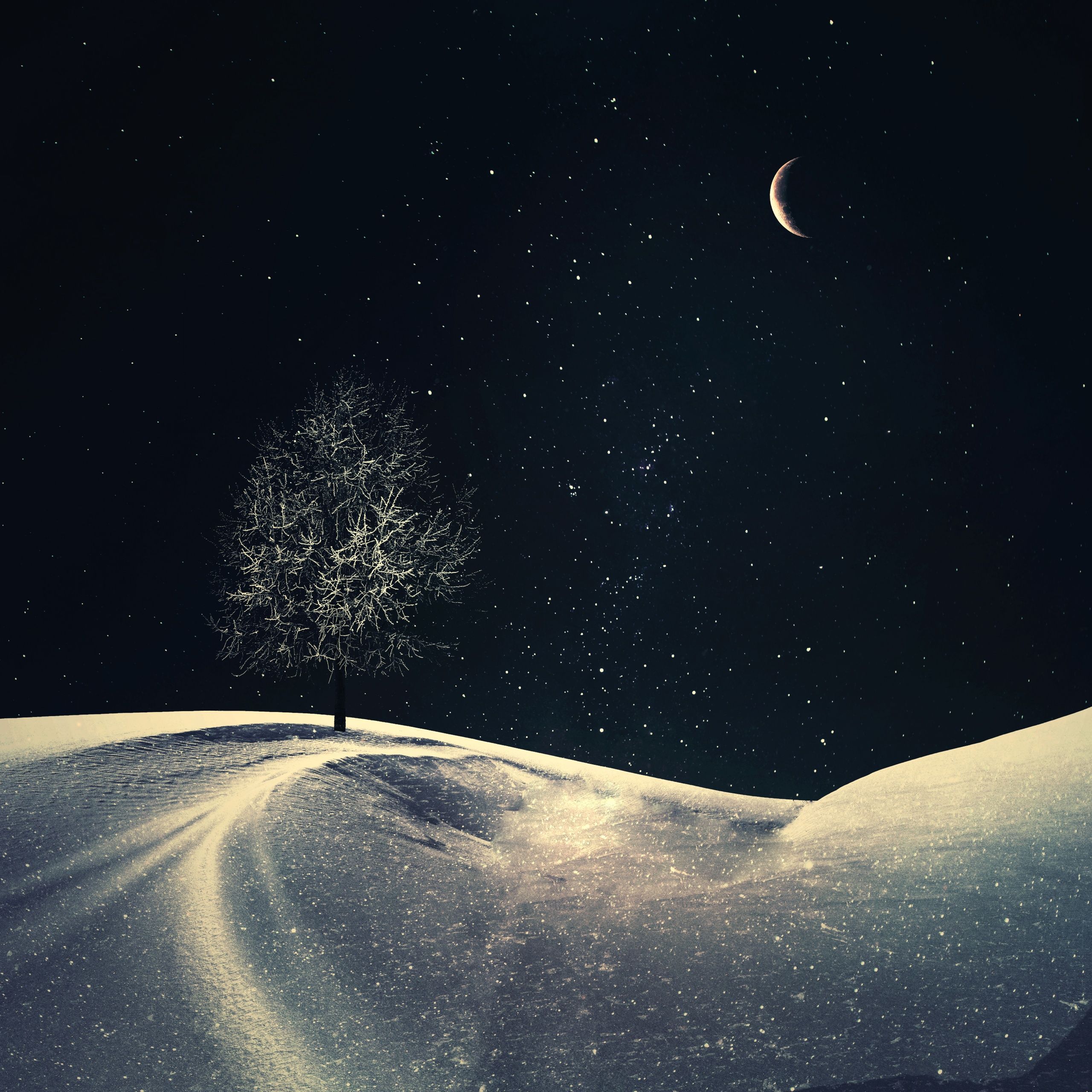 2560x2560 Lone tree Wallpaper 4K, Crescent Moon, Night, Starry sky
