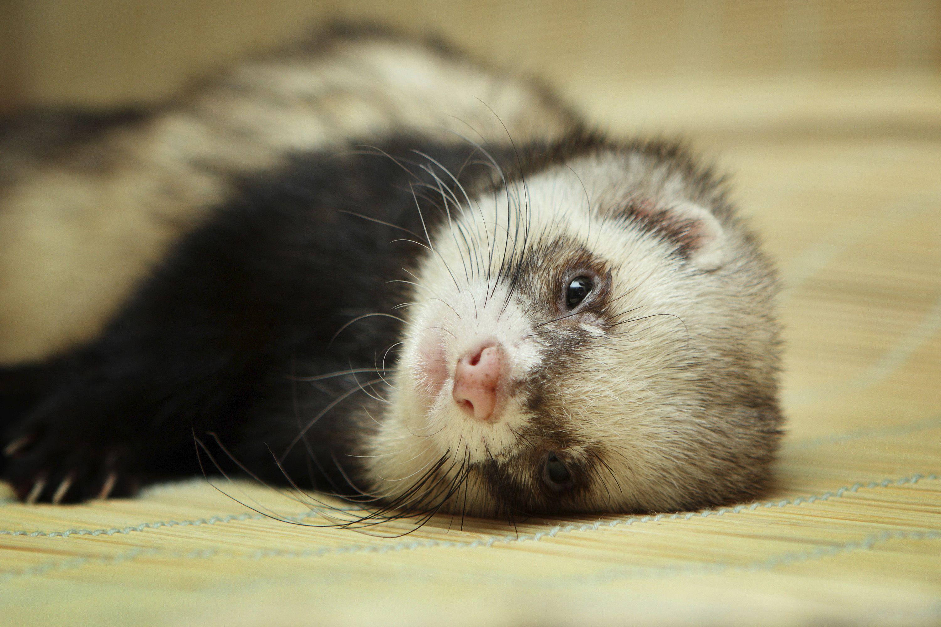 3000x2000 Ferret Wallpaper