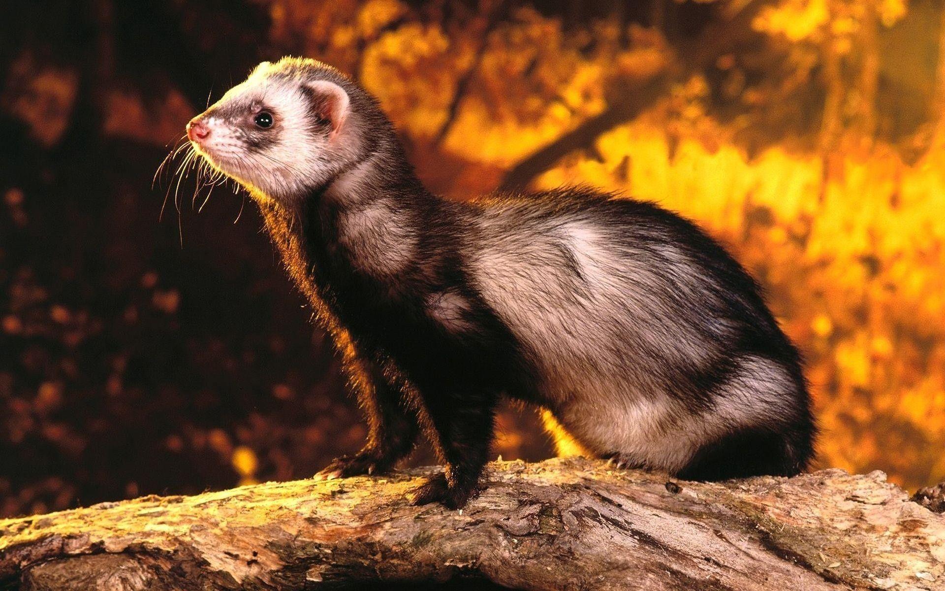 1920x1200 Ferret Wallpaper