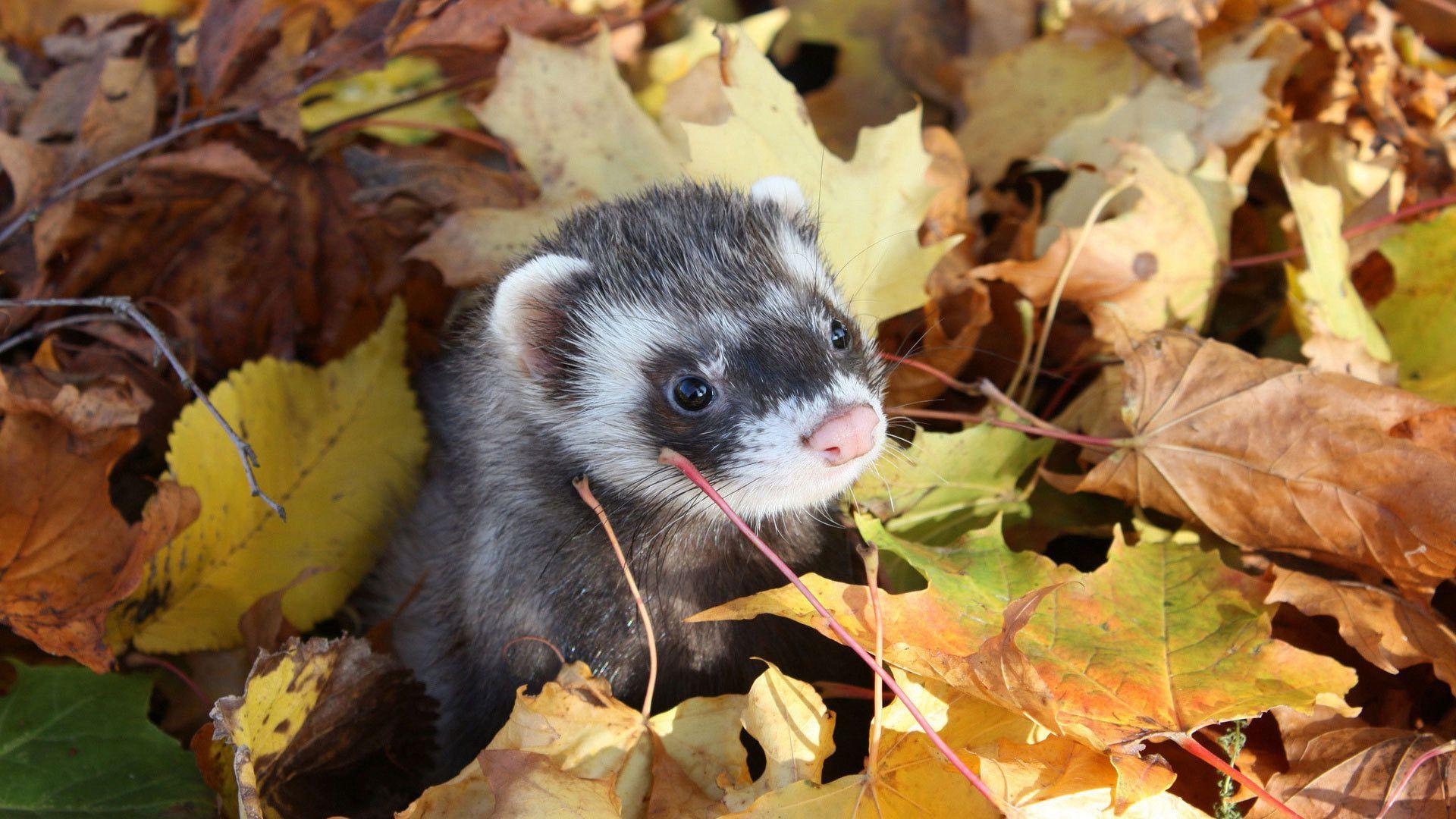 1920x1080 Ferret Wallpaper
