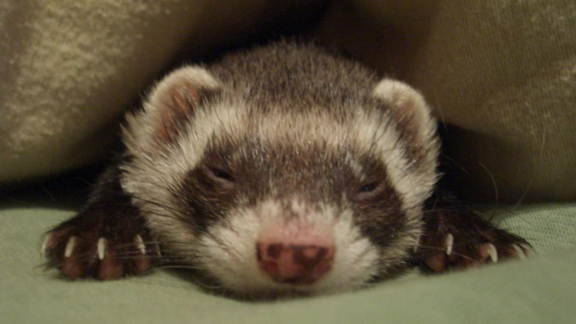 1920x1080 Ferret Wallpaper