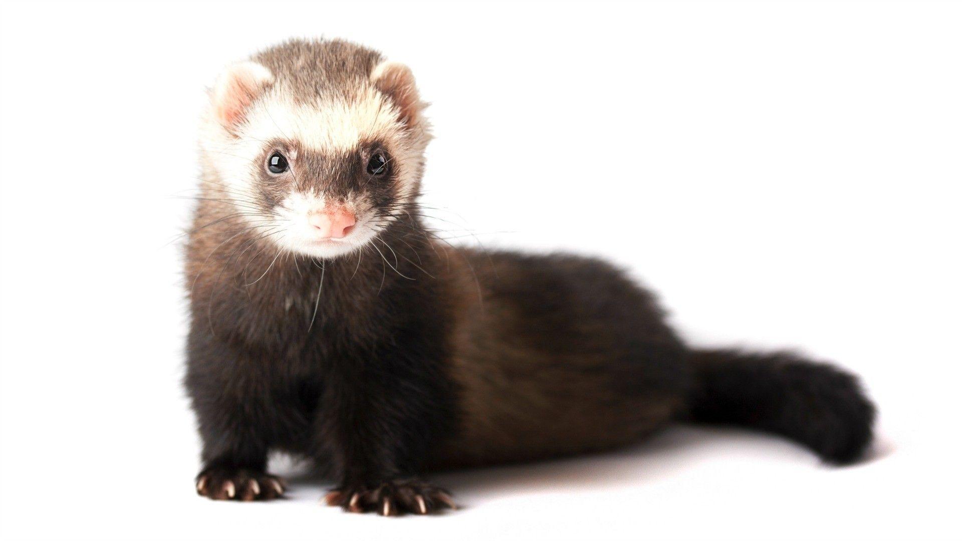 1920x1080 Ferret Wallpaper