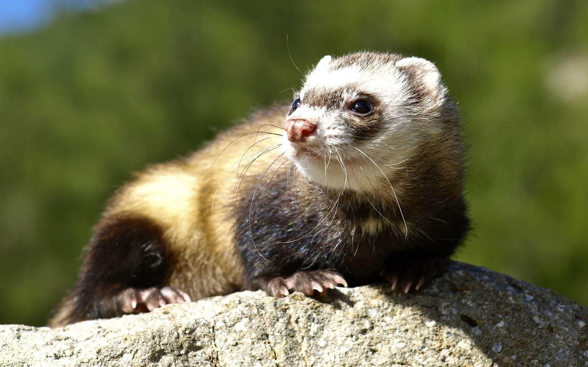 1920x1200 Ferret Wallpaper