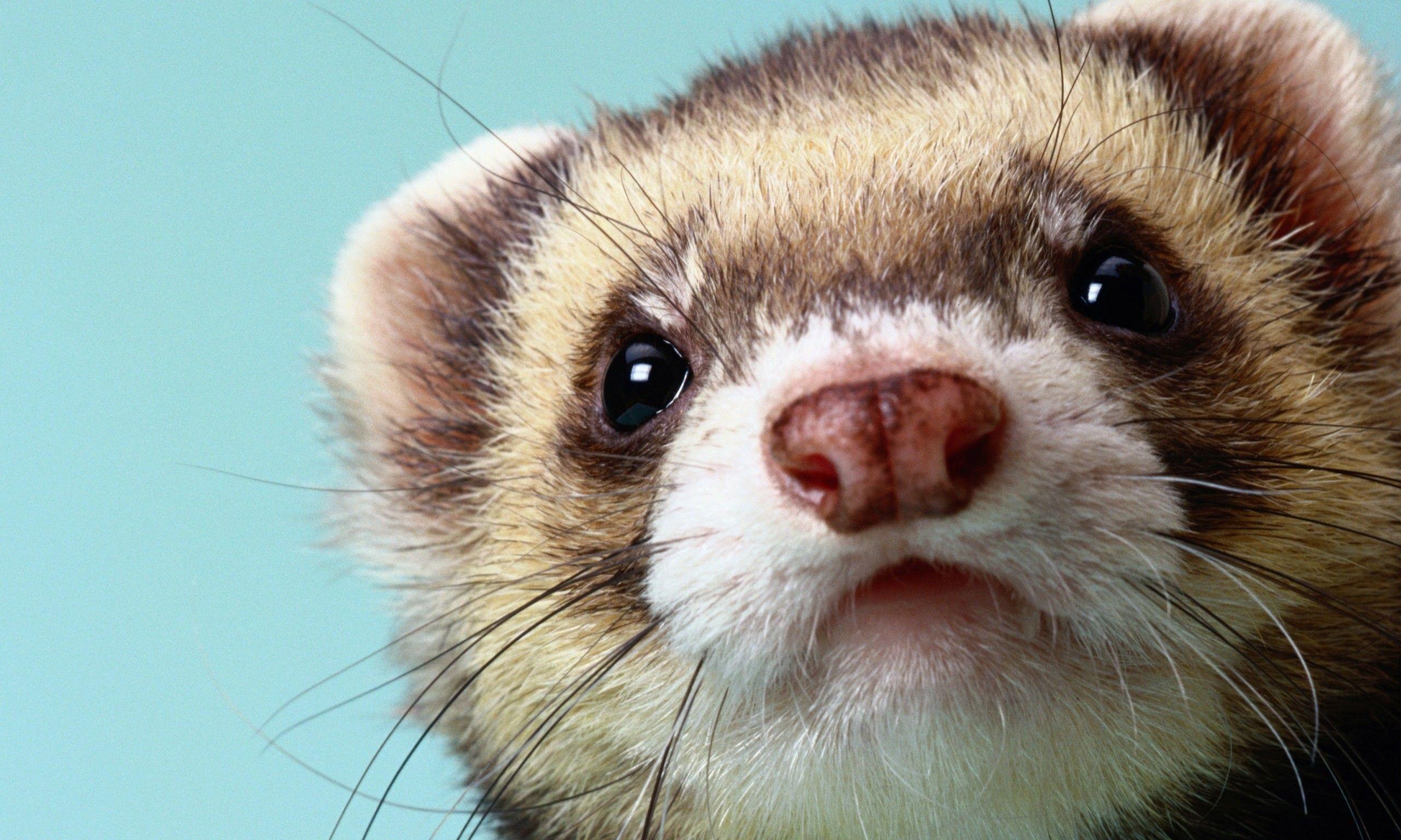 2560x1536 Ferret Wallpaper