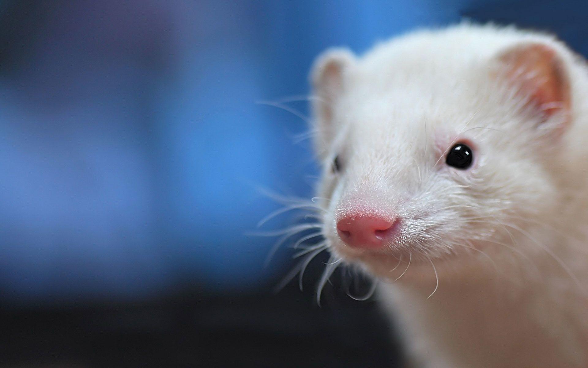 1920x1200 Ferret Wallpaper