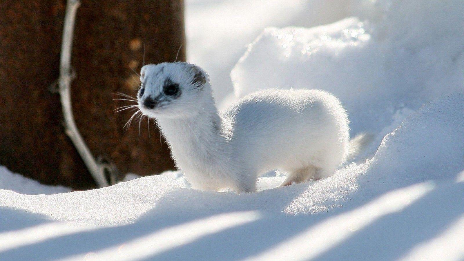 1600x900 Download 1600x900 Curious ferret wallpaper