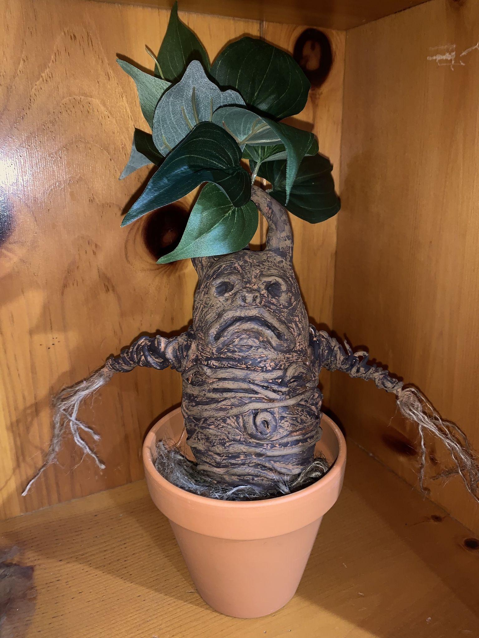 1536x2048 I made a mandrake