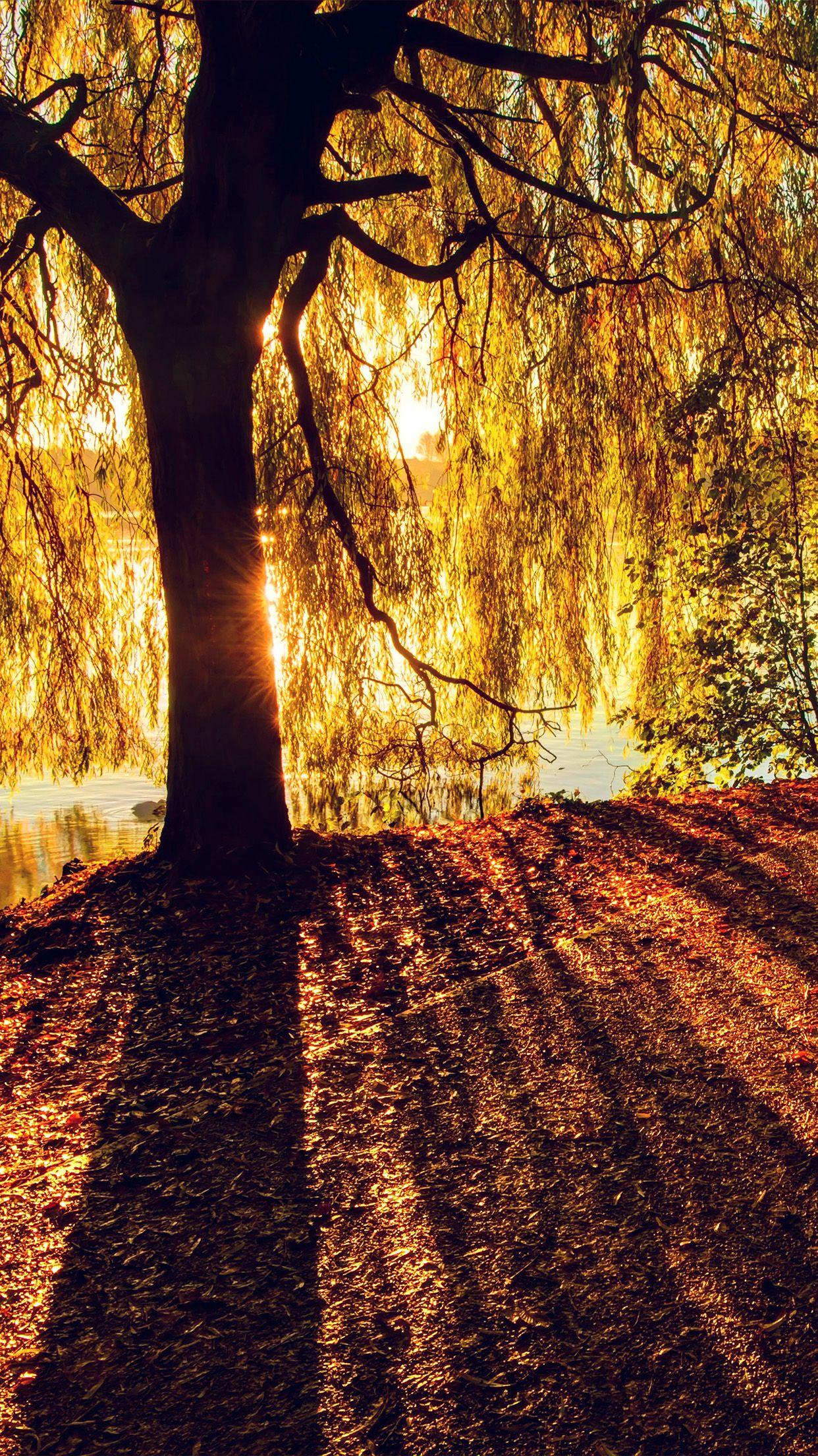 1242x2208 Morning Lake Tree Sunshine Nature Android wallpaper HD