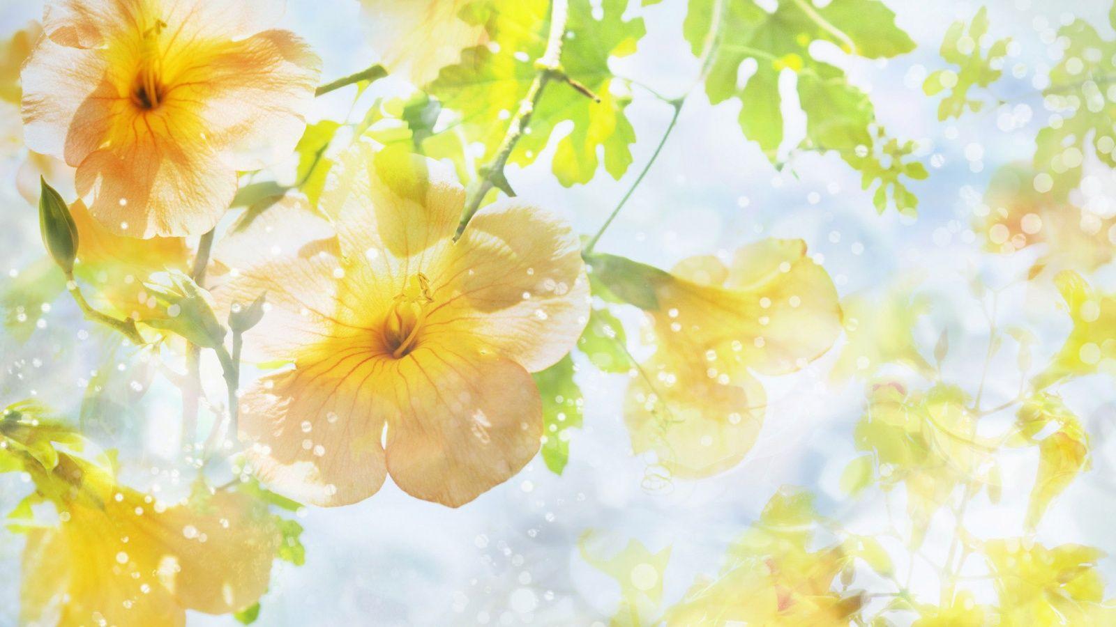 1600x900 Yellow flowers sunshine HD wallpaperx900