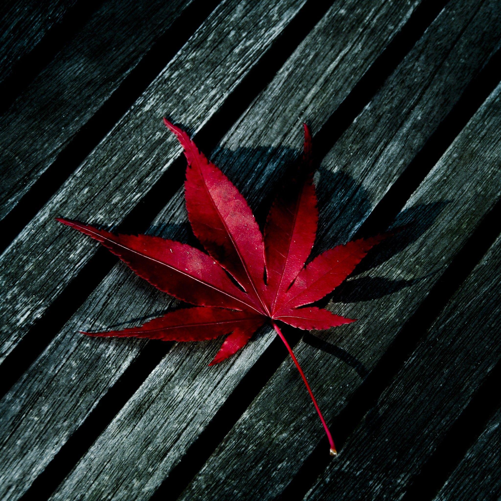 Single Leaf Wallpapers - Top Free Single Leaf Backgrounds - WallpaperAccess