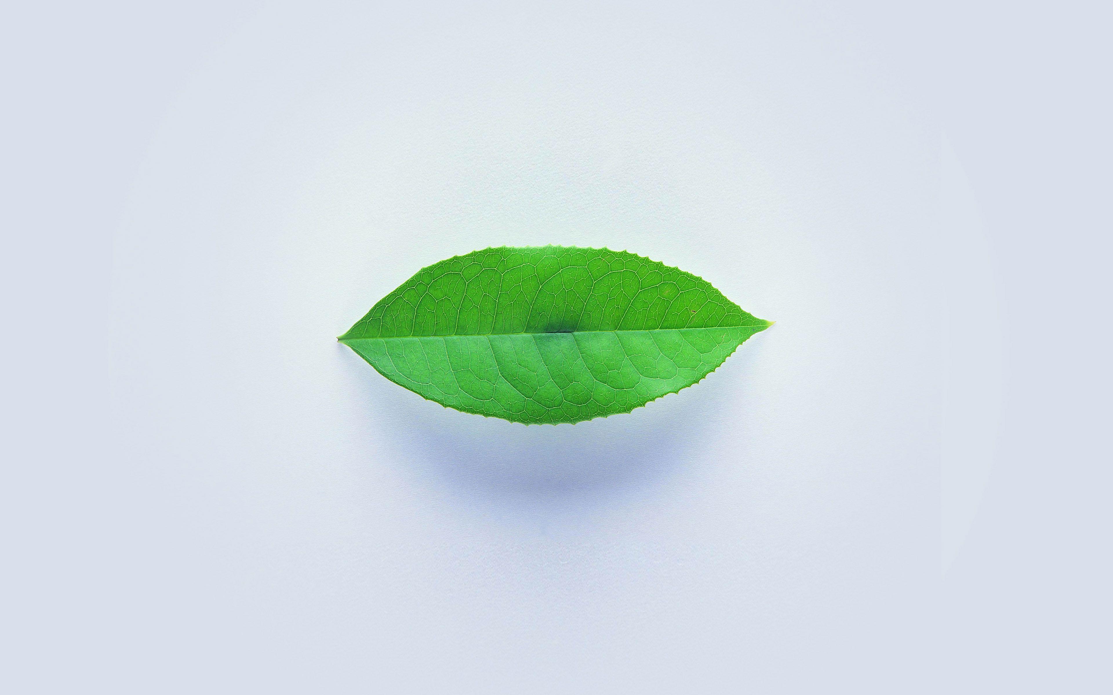 Minimal Leaf Wallpapers - Top Free Minimal Leaf Backgrounds