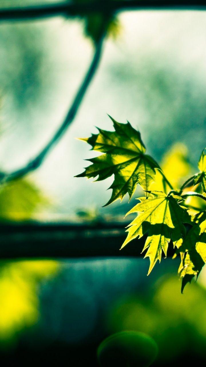 One Leaf Wallpapers - Top Free One Leaf Backgrounds - WallpaperAccess