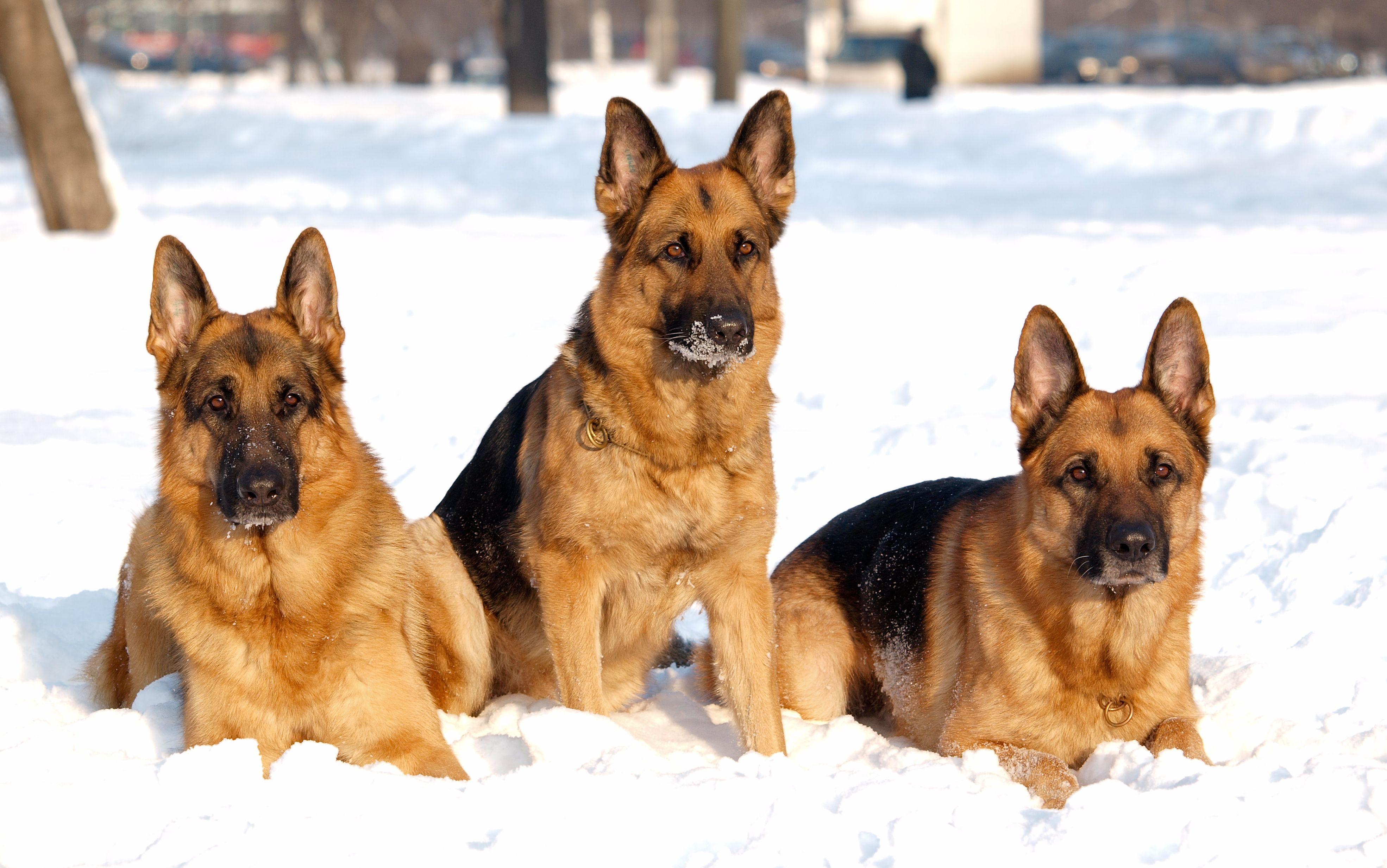 German Shepherd Dog Wallpapers - Top Free German Shepherd Dog Backgrounds -  WallpaperAccess