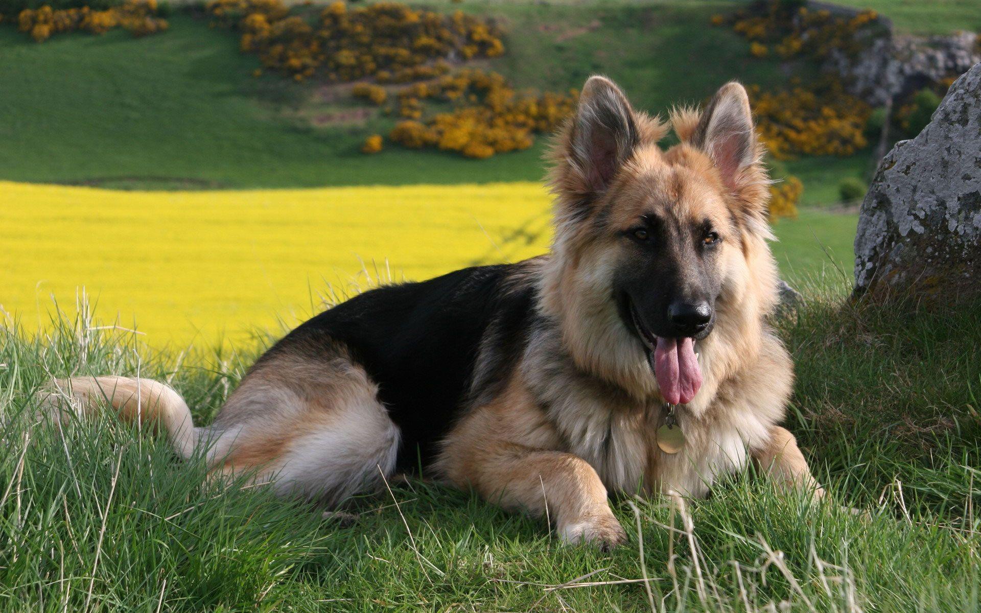 German Shepherd Dog Wallpapers - Top Free German Shepherd Dog ...