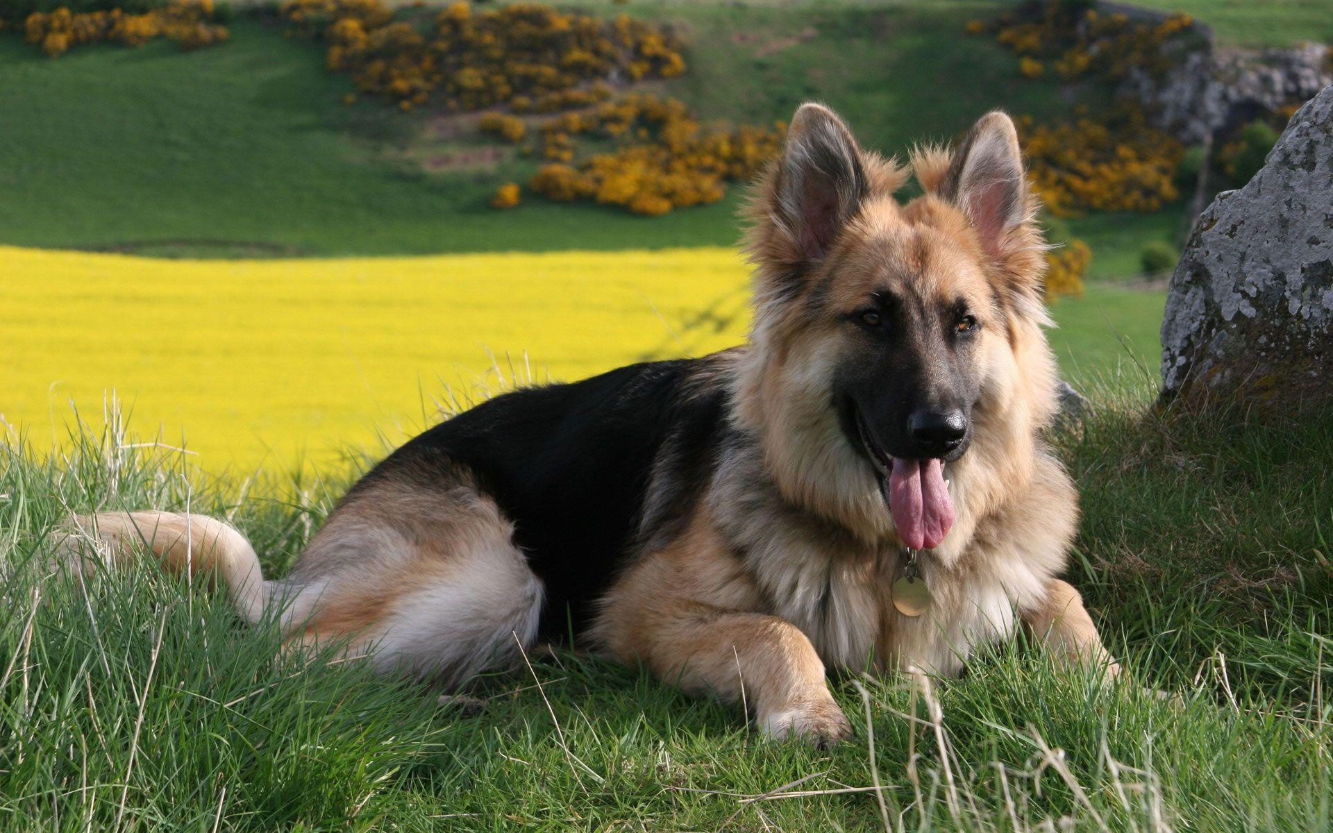 German Shepherd Dog Wallpapers Top Free German Shepherd Dog German Shepherd Dog Wallpapers Top Free German Shepherd Dog