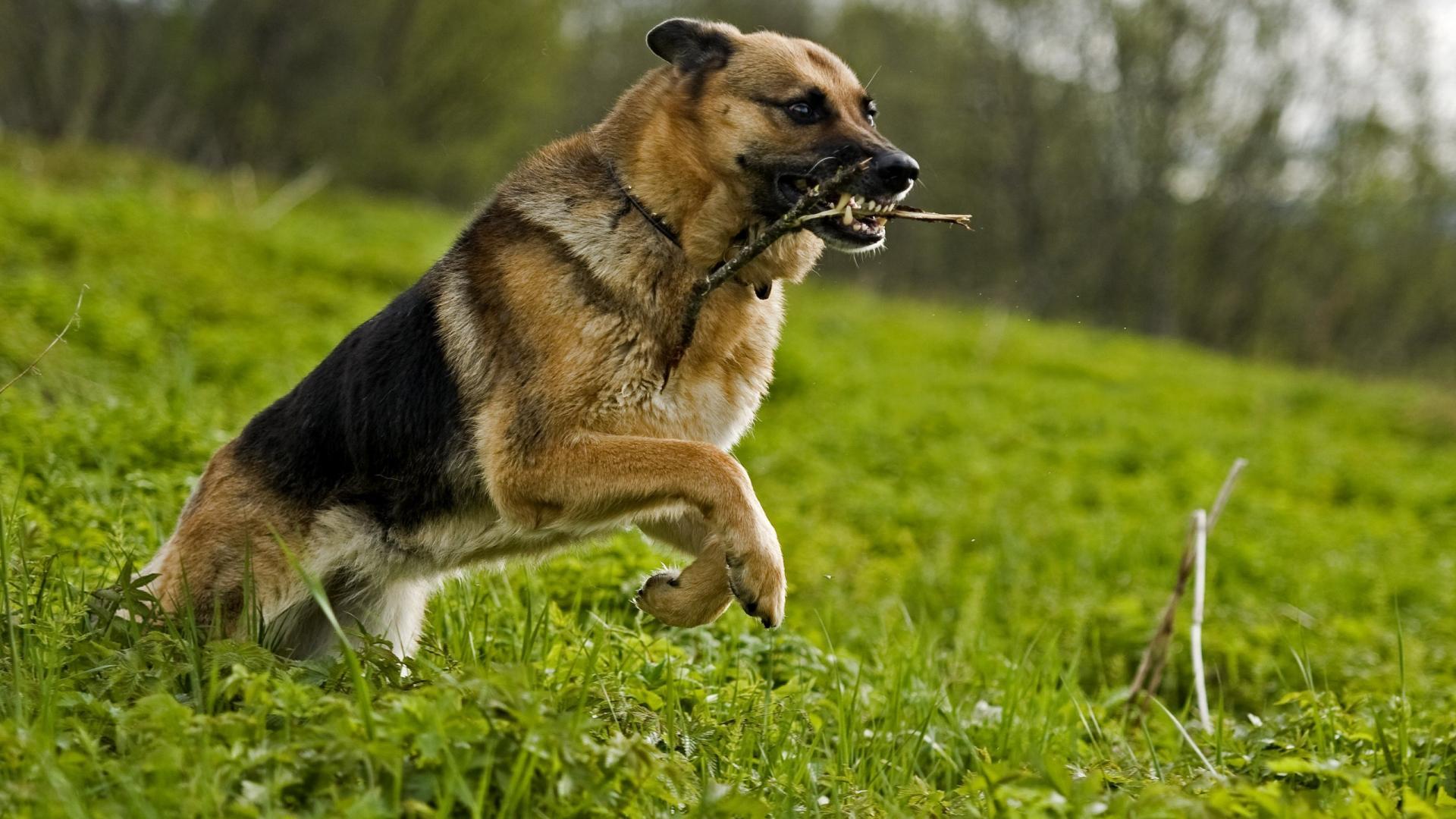 1920x1080 German shepherd animals animal world dogs nature wallpaper
