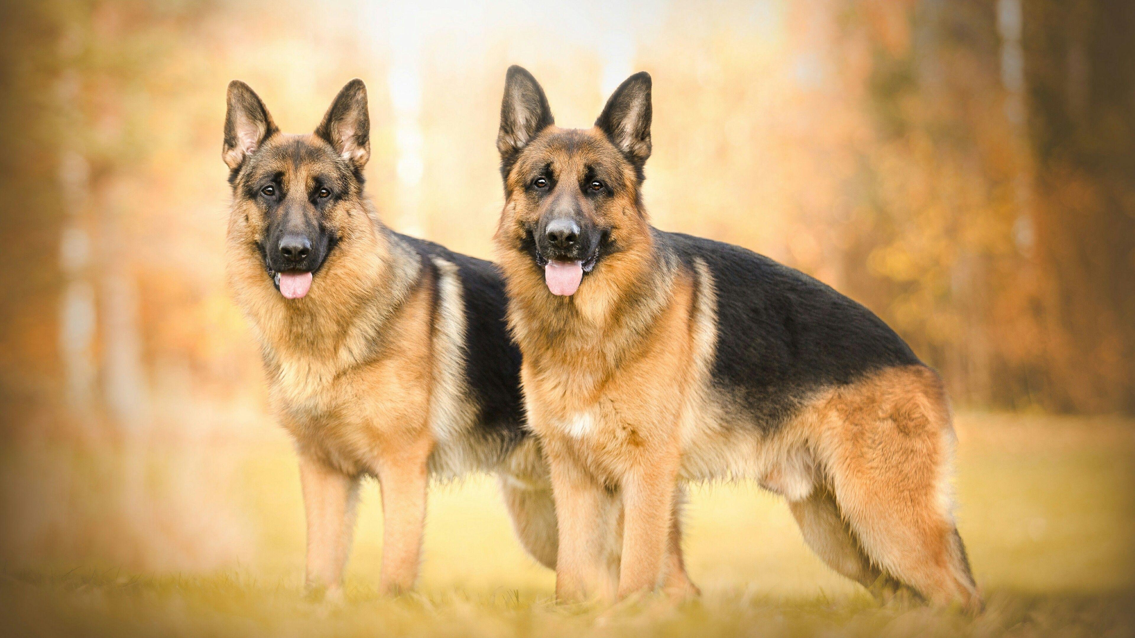 German Shepherd Dog Wallpapers - Top Free German Shepherd Dog