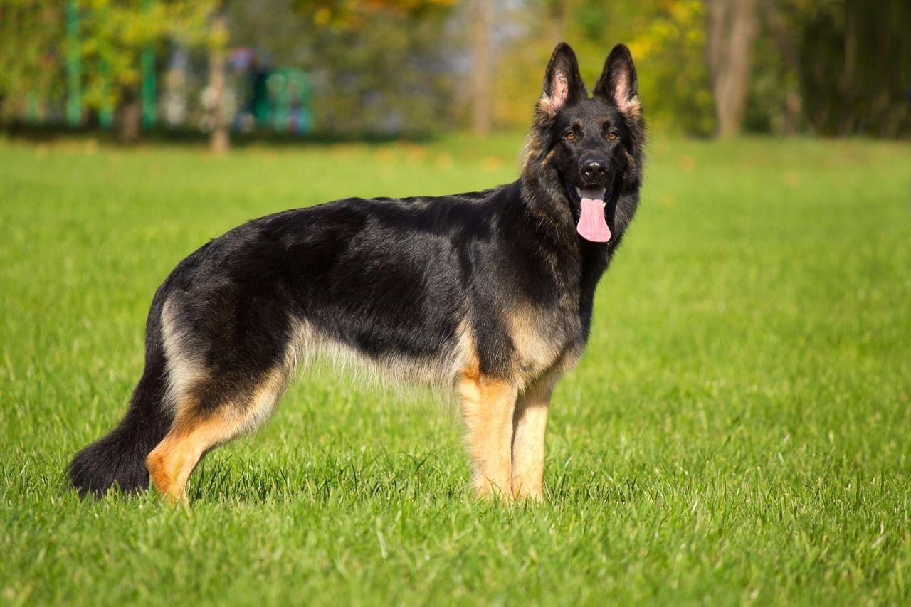 1280x853 German Shepherd Dog Breed animal Picture Free Download