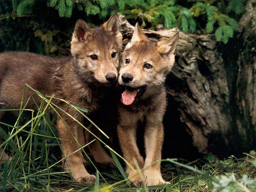 adorable wolf pups