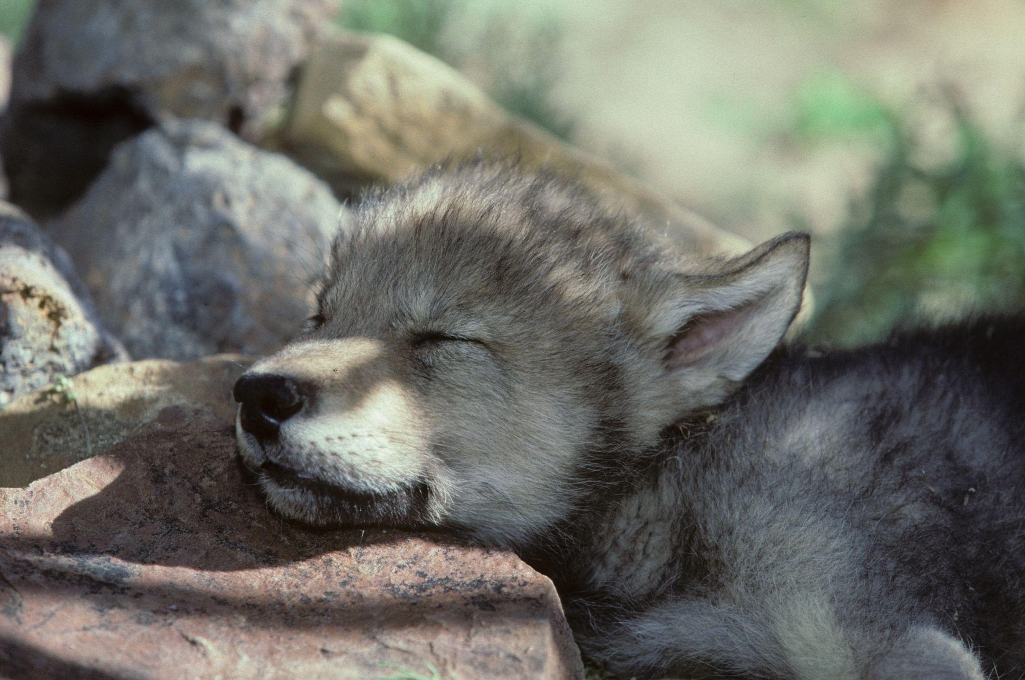 2094x1390 adorable wolf cub. Wolf pup, Sleeping wolf, Wolf puppy