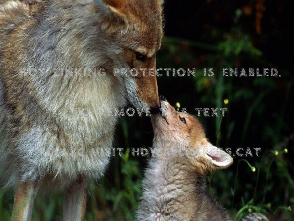 1024x768 love my baby wolf pup dogs animals