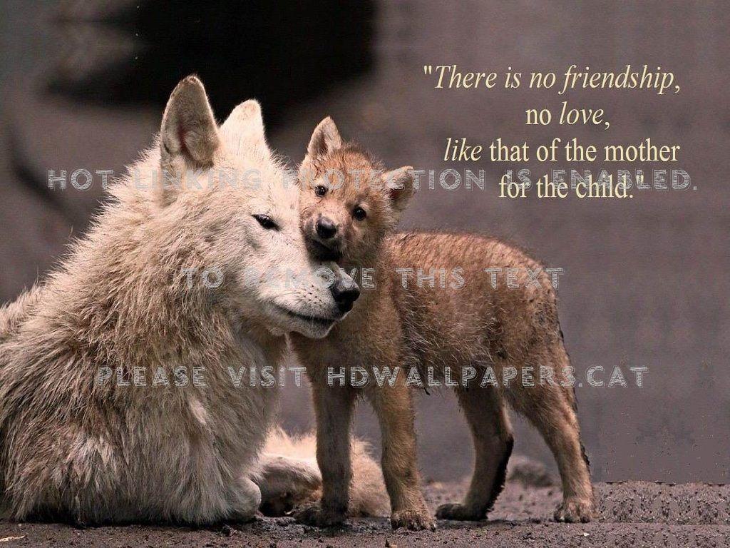 1024x768 a mother's love animals dogs wolf pup