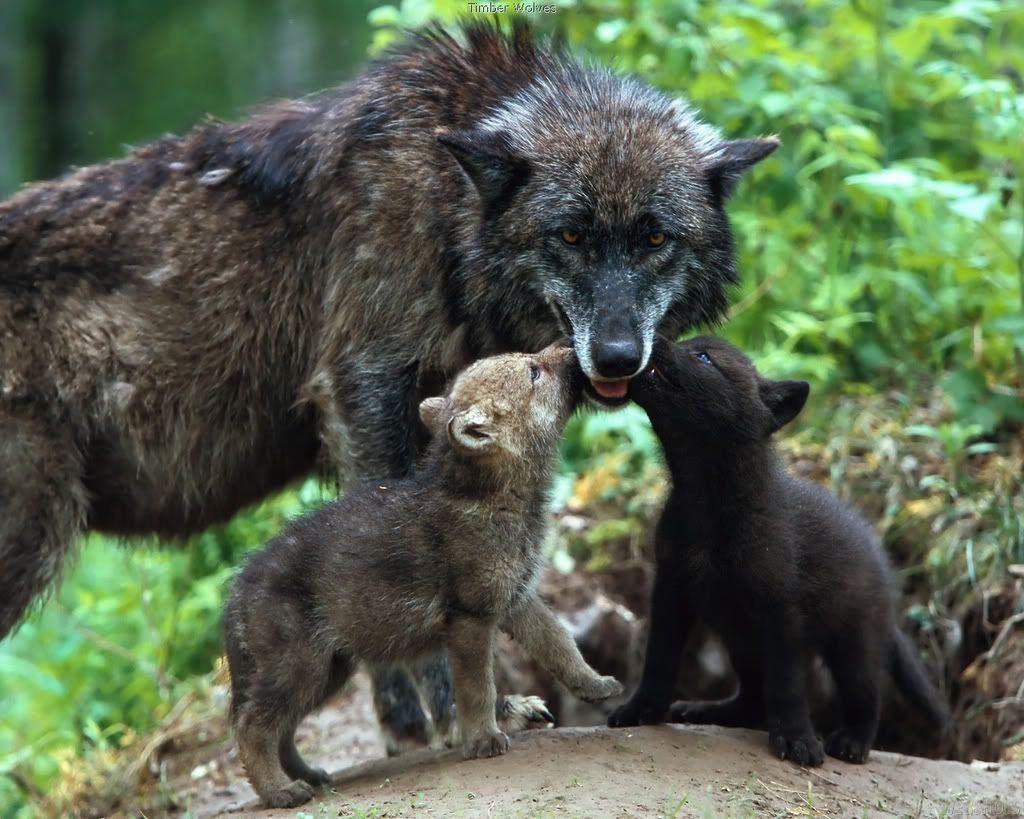 1024x819 <3 Wolves. Baby wolves, Wolf pup, Wolf love