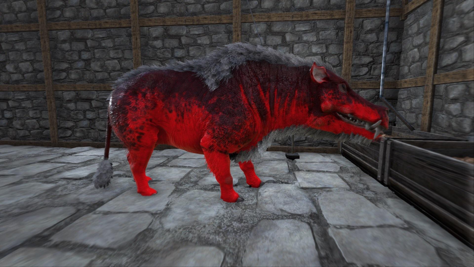 1920x1080 I tamed my college mascot (Arkansas Razorbacks)
