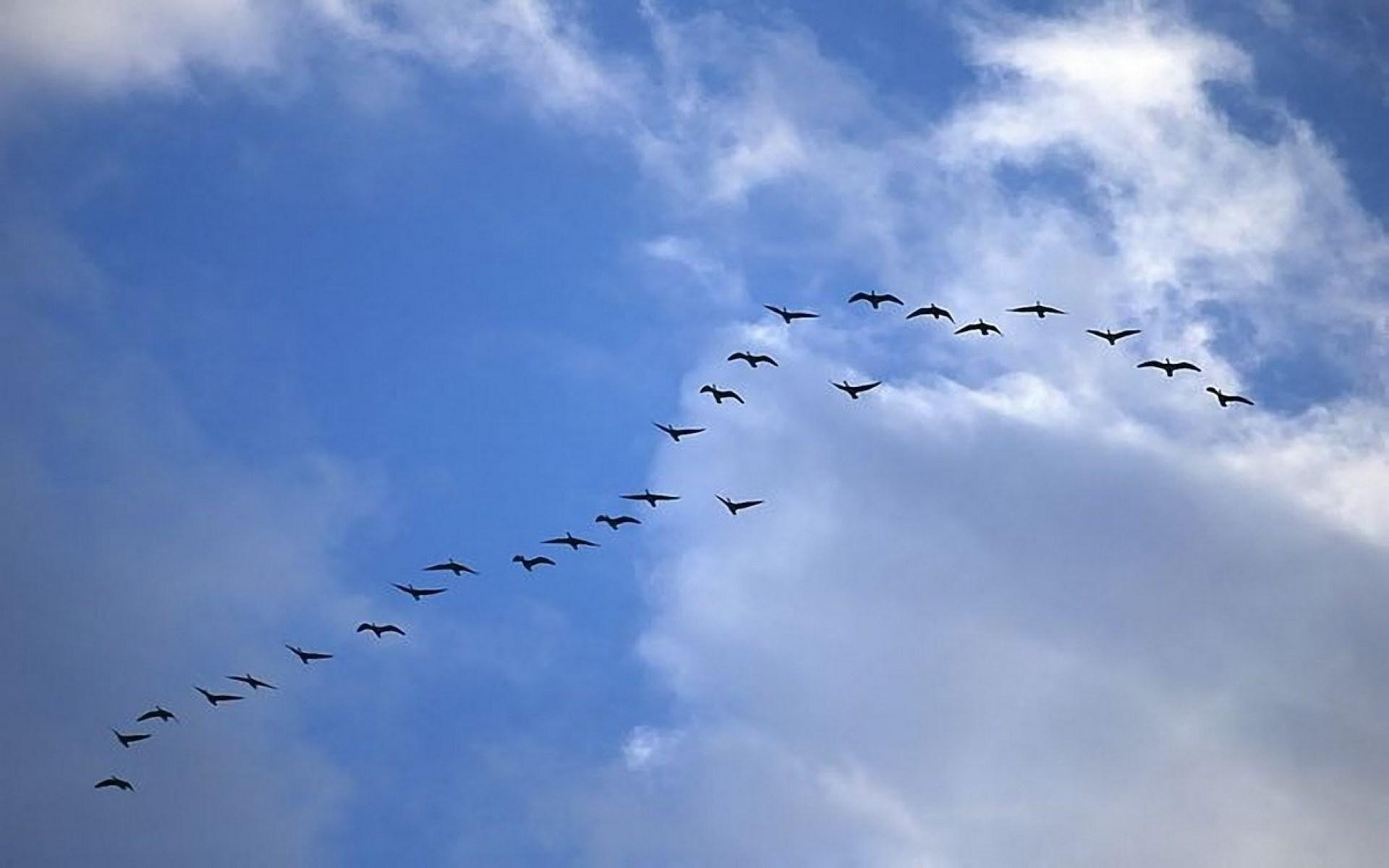 Birds Flying Sky Wallpapers - Top Free Birds Flying Sky Backgrounds -  WallpaperAccess
