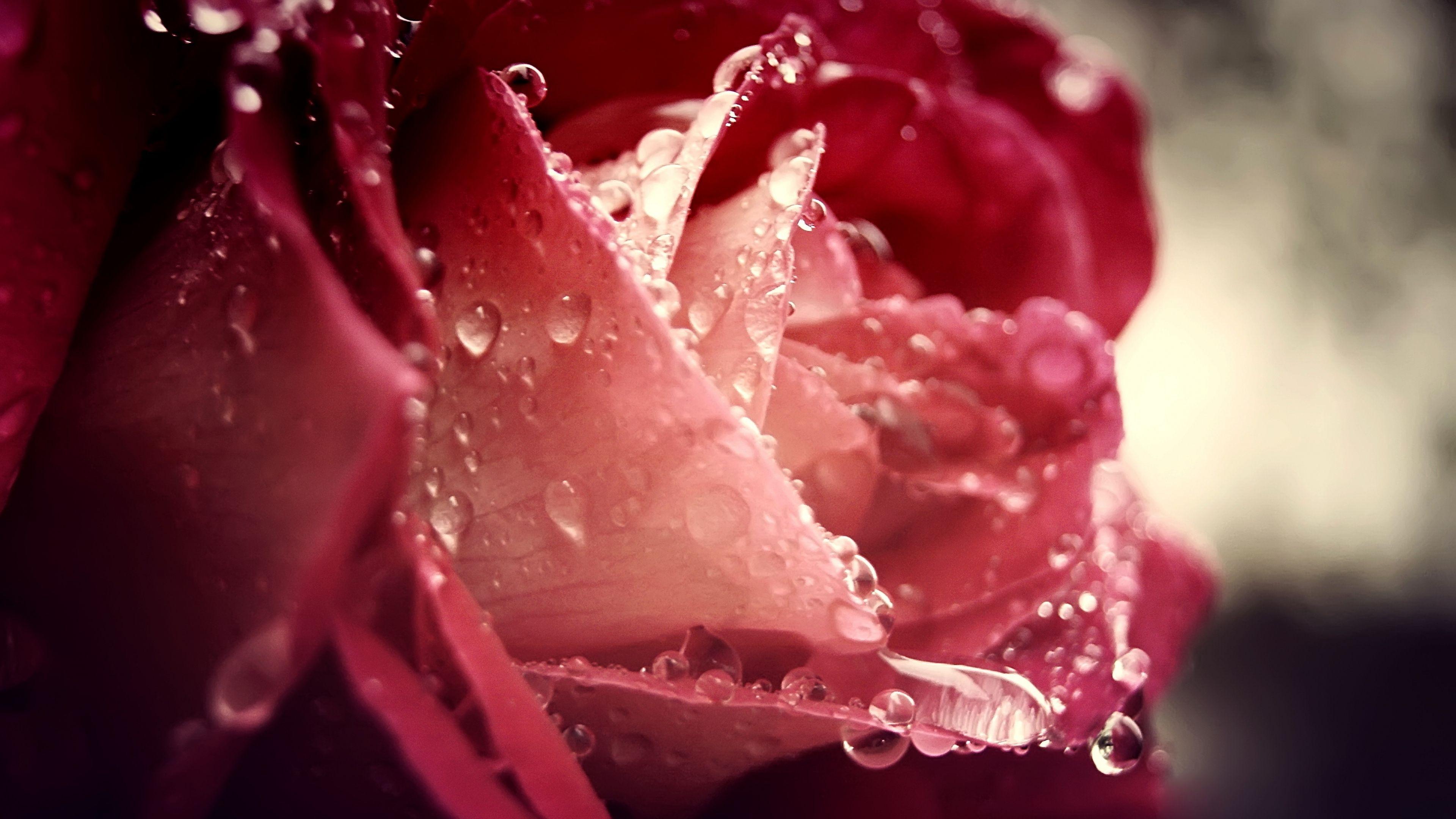 3840x2160 Download Wallpaper 3840x2160 Dew drops, Flower, Rain, Rose 4K Ultra HD HD Background. Rose flower wallpaper, Rose image, Rose