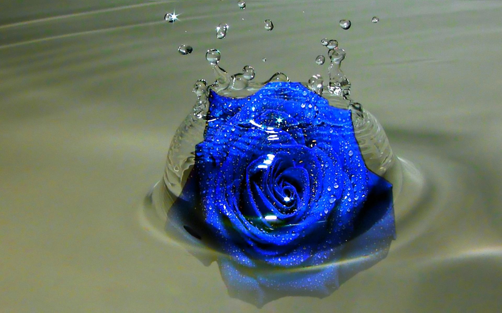 1920x1200 Blue Rose Wallpaper HD