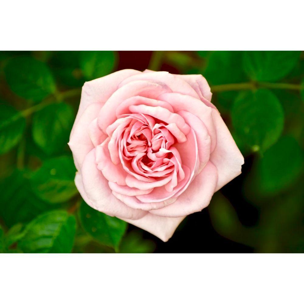 1000x1000 Beautiful Rose Wallpaper for Flower Lovers