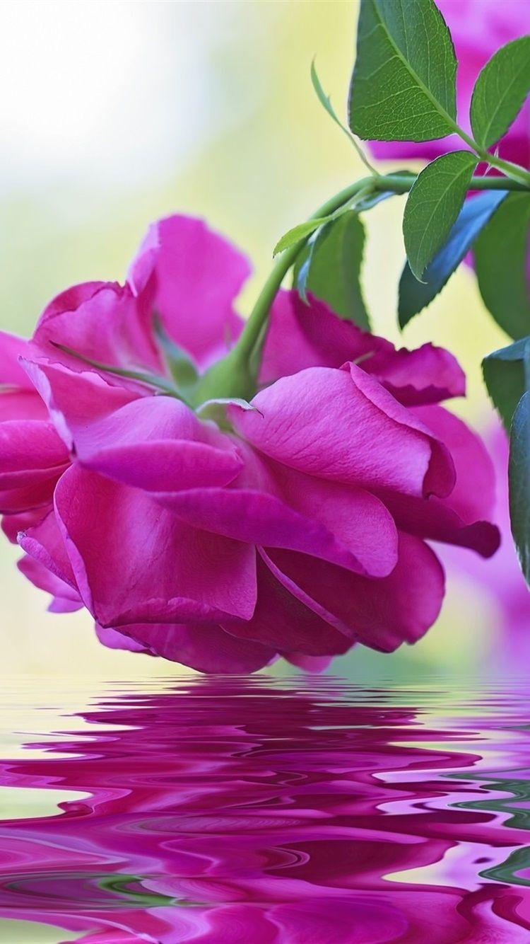 750x1334 Wallpaper Pink rose, water, waves 1920x1440 HD Picture, Image