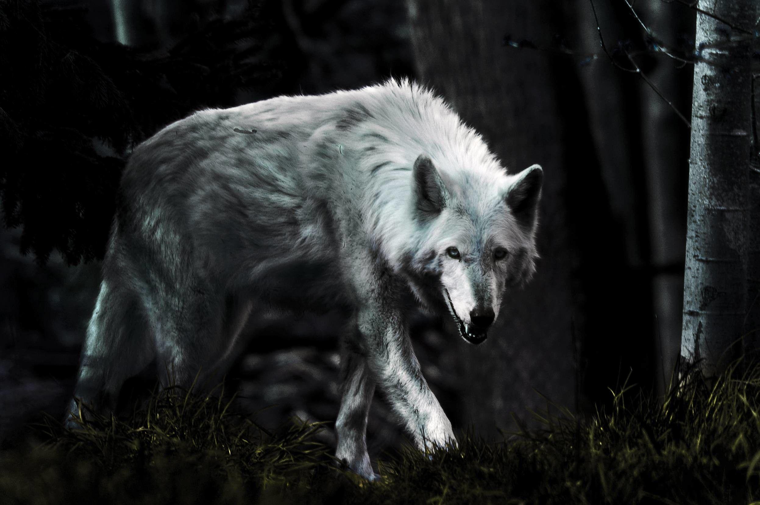 Dark Wolf Wallpapers - Top Free Dark Wolf Backgrounds - Wallpaperaccess