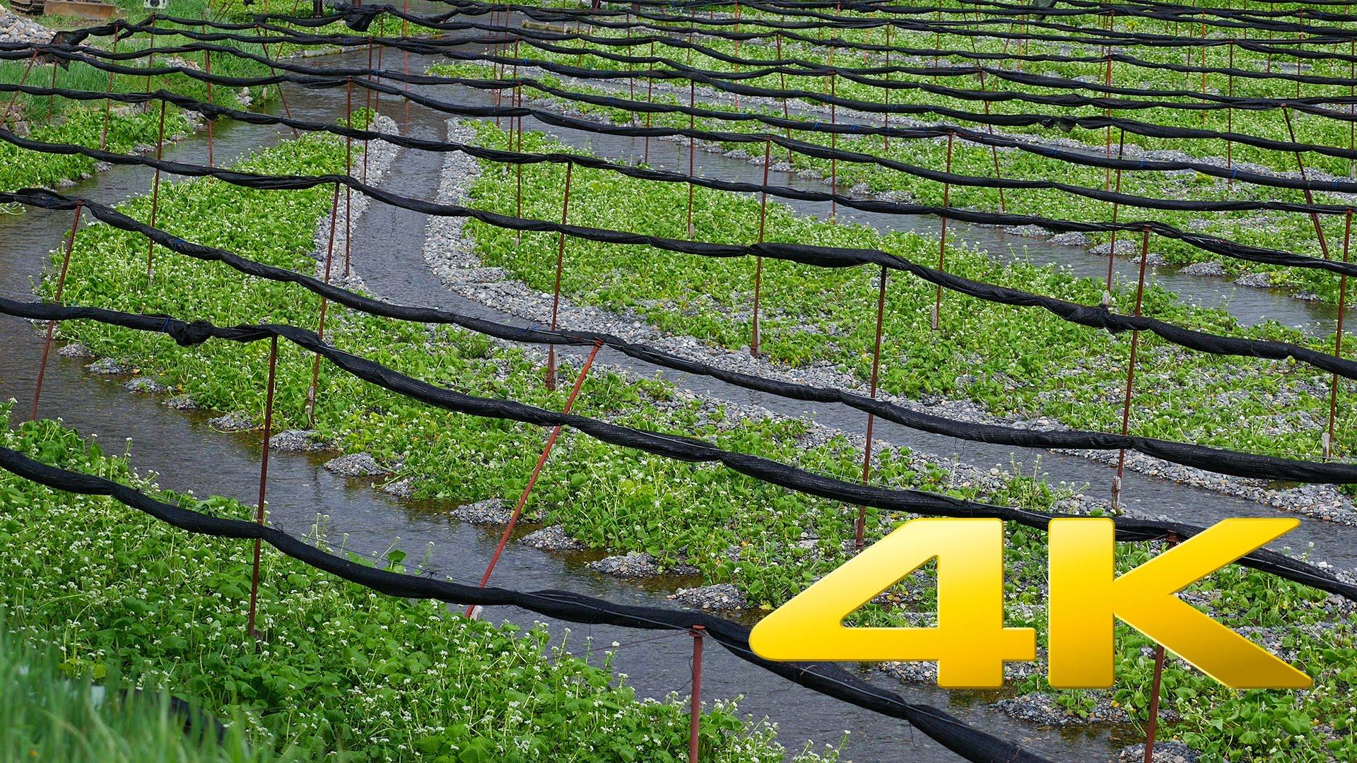 1920x1080 Daio Wasabi Farm - 大王わさび農場 Ultra HD