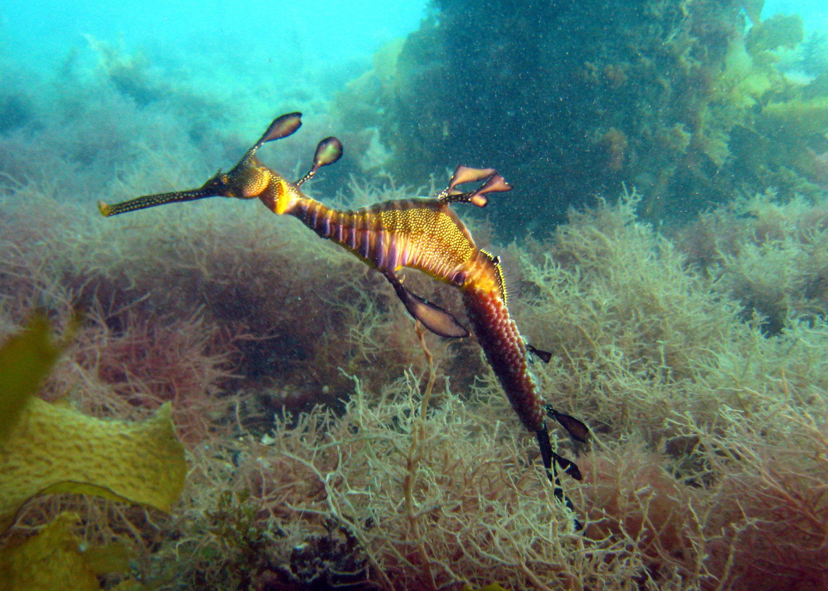 2801x1998 leafy sea dragon Full HD Wallpaper and Background Imagex1998