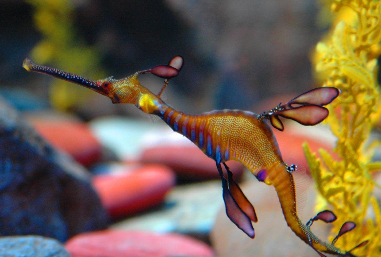 1280x865 leafy sea dragon Wallpaper and Background Imagex865